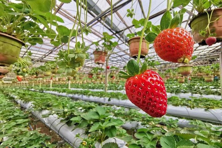 Cameron Kea Farm Hotel Brinchang Ngoại thất bức ảnh